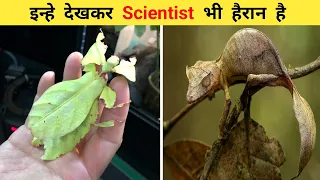 इन्हें देखकर Scientist भी हैरान है | Invisible Animals in the World | Transparent Animals