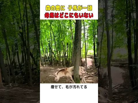 森の中に子馬が一頭きり…母馬の姿はどこにもありませんでした🐴  #shorts #動物救出 #馬