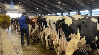 The Latest Pregnancy Test Method | How To Milk Cows On The Modernest Dairy Farm | Farming 2022