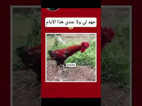 #السعودية #ليبيا #الجزائر #المغرب #السودان #مصر #لبنان #قطر #الأردن #العراق #البحرين #تركيا  #سوريا