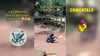 Mejores Shorts del Súper Biólogo #6 🤣🙊🗿