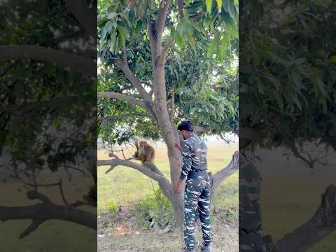 Bandar 🙊 bachai faiuji ki jaan 😱🇮🇳#shorts #youtubeshorts #army