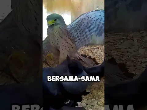 1 BURUNG BETINA VS 2 GAGAK⁉️