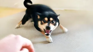 He’s on a Rampage