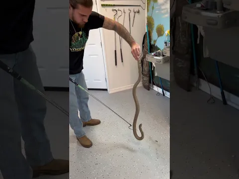 Handling Cobras! #shorts