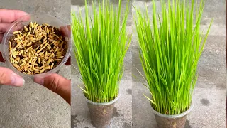 Growing Rice - 20 Days Time Lapse