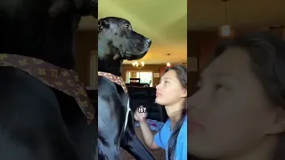 So reagiert ein Malinois wenn du seine Grenzen überschreites