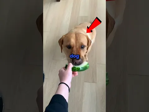 Never give your dog a small bite #shorts