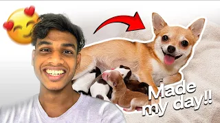 നമ്മുടെ Chottu🐶 പ്രസവിച്ചു🥹|World’s Smallest Dog Breed Puppies😱