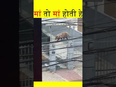 Maa To Maa Hoti He😢| Amazing Facts #shorts