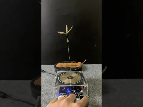 Tesla coil + tamarind + plants