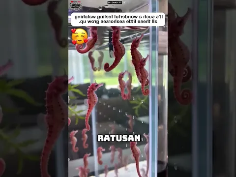 Kuda Laut Jantan Melahirkan? Fenomena Langka