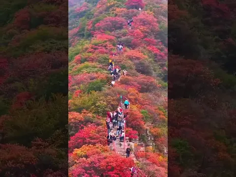 鋸齒崖的紅葉美的有多震撼，只有親眼見過的才知道！山石如鋸齒，紅葉漫羣山，秋的壯麗撲面而來，真的美哭了。賞花令你釋放心情，能解千愁，享受大自然美景！ #又到登山賞紅葉的好時節#青州鋸齒崖#一片