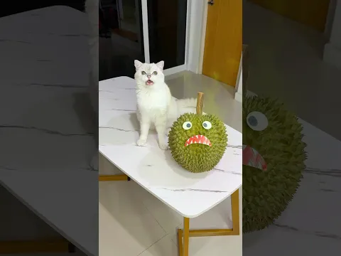 The evil durian was chasing me😵‍💫 #cat #cats
