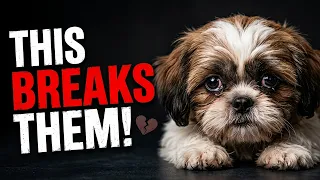 Stop Doing These 10 Things to Your Shih Tzu