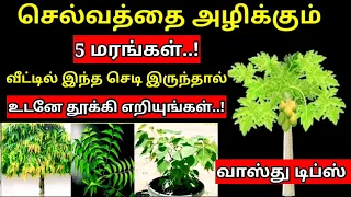 செல்வத்தை அழிக்கும் 5 மரங்கள், உடனே வேரோடு பிடுங்கி எறிந்து விடுகின்றன. | Vastu டிப்ஸ்
