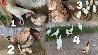 In 7 eggs 🥚 7 chicks 🐣 came out ||And all become young.