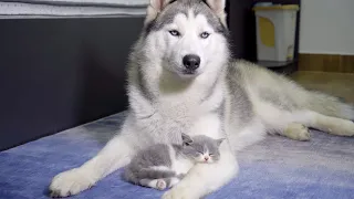 ハスキーに育てらた子猫が一緒に生活するうちに、ハスキーのようになりました