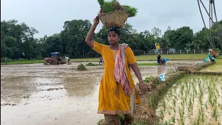 Vari natlu (Udupulu) (paddy )started #agriculture #village nature