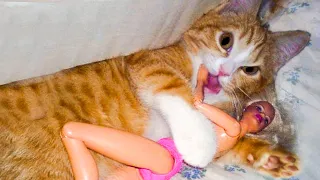 Very Funny Pets 😂 - Cute Cats And Dogs - Try not to laugh 😸