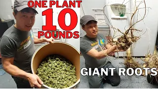 One Cannabis Plant Grew 10 Lbs Dried Flower and Giant Roots