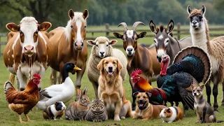 Animals Sounds for Children Animals for Kids | حيوانات للاطفال 