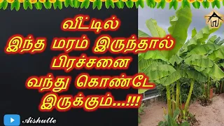 Don't grow this tree in your house |  வீட்டில் இந்த மரம் இருந்தால் பிரச்சனை வந்து கொண்டே இருக்கும்.