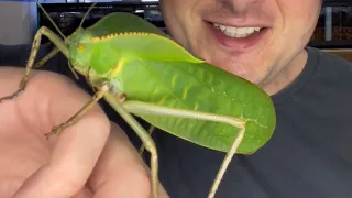 the biggest locust in the world?! breeding of Siliquofera Grandis in a terrarium!