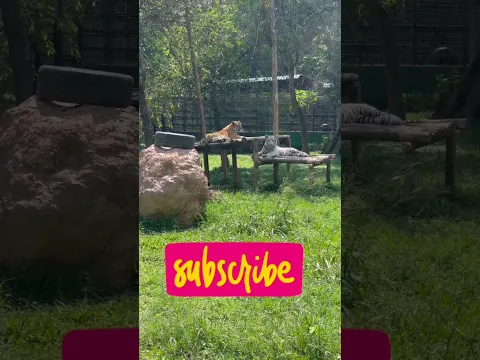 Are you planning to visit Uganda #disney #wildlife  #manhattan#viralshorts #vlog#travel#viralvideo