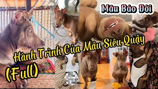 Hành Trình Phá Banh Nhà Chị Sen của Mâu Báo Đời Siêu Quậy ( Full )