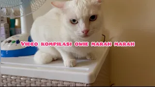 KUCING MARAH MARAH,KUCING LUCU,ODD EYE CAT,OWIE MARAH MARAH