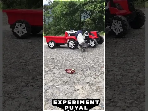 PUPPY SAVES SMALL PUPPY 😞😱 Experiment Puyal | #Shorts #Reels #puppy #Emotion
