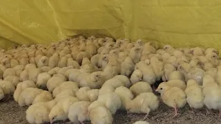Cutest Baby Chicks You’ll See Today! 🐥💛