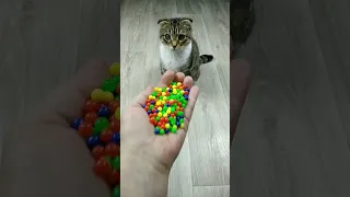 Marbles Cat Satisfying Reverse Video ASMR