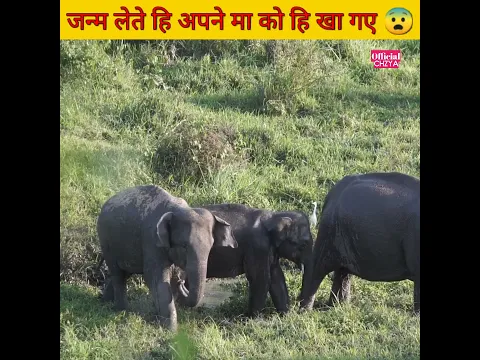 येह प्राणी जन्म लेते हि अपने मा को हि खा जाते हे 😭😨 | Why this Babies eat their own mom | #shorts