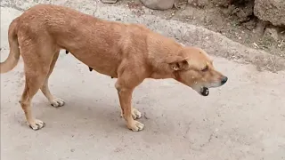 Dog barking loudly sound effect || bhaiya choudhary2635