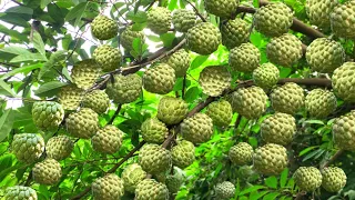 Sitafal ki kheti | सीताफल की खेती | Custard apple farming | Sitafal ki kheti kaise karen | farming