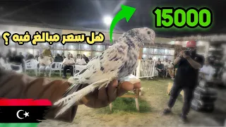 أغلى حمامه في مزاد ليبيا .. صاحب الطير يرفض البيع !! 🤔