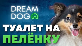 Приучить в туалет на пеленку? Как научить щенка ходить в лоток без наказаний
