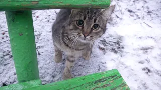 Shy cat crying because her kittens very hungry