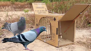 Best Quick Bird Trap - Creative Unique Pigeon Trap Using Cardboard Box And Woods