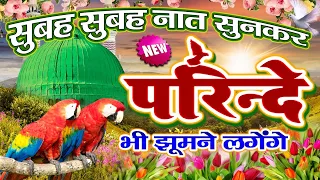 Subah Subah Naat Sunkar परिंदे झूमने लगेंगे | Beautiful Heart Touching Naat 2022 | Shajar Ali Makan