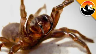 MOST DANGEROUS SPIDER ON EARTH!
