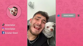 mreviatar TikTok - Niki the angry chihuahua dog Part 4