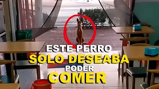 Este perro a punto de desfallecer solo queria comer.