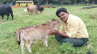 Cow Hug Therapy # Cow huge # miniature Punganuru Cow's Hugging #nadipathy treatment