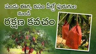 పండు ఈగ, రసం పీల్చే పురుగుల నుండి రక్షణ కవచం #mangocrop #mangofarmers #agriculture