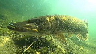 I spotted a BIG pike the canal's lock! Нашёл огромную щуку в доке!
