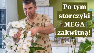 Patenty na MEGA storczyki. Jak pielęgnować storczyki, by kwitły jak szalone