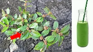 Só 1 folha dessa planta vale uma mina de ouro (você sabia disso?)
